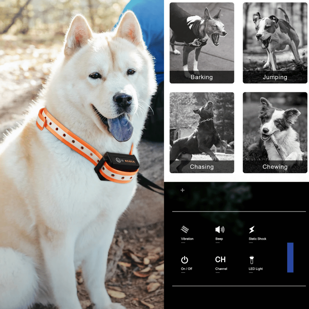 1000m e-Collar for Dog Training with Remote | Waterproof & Rechargeable