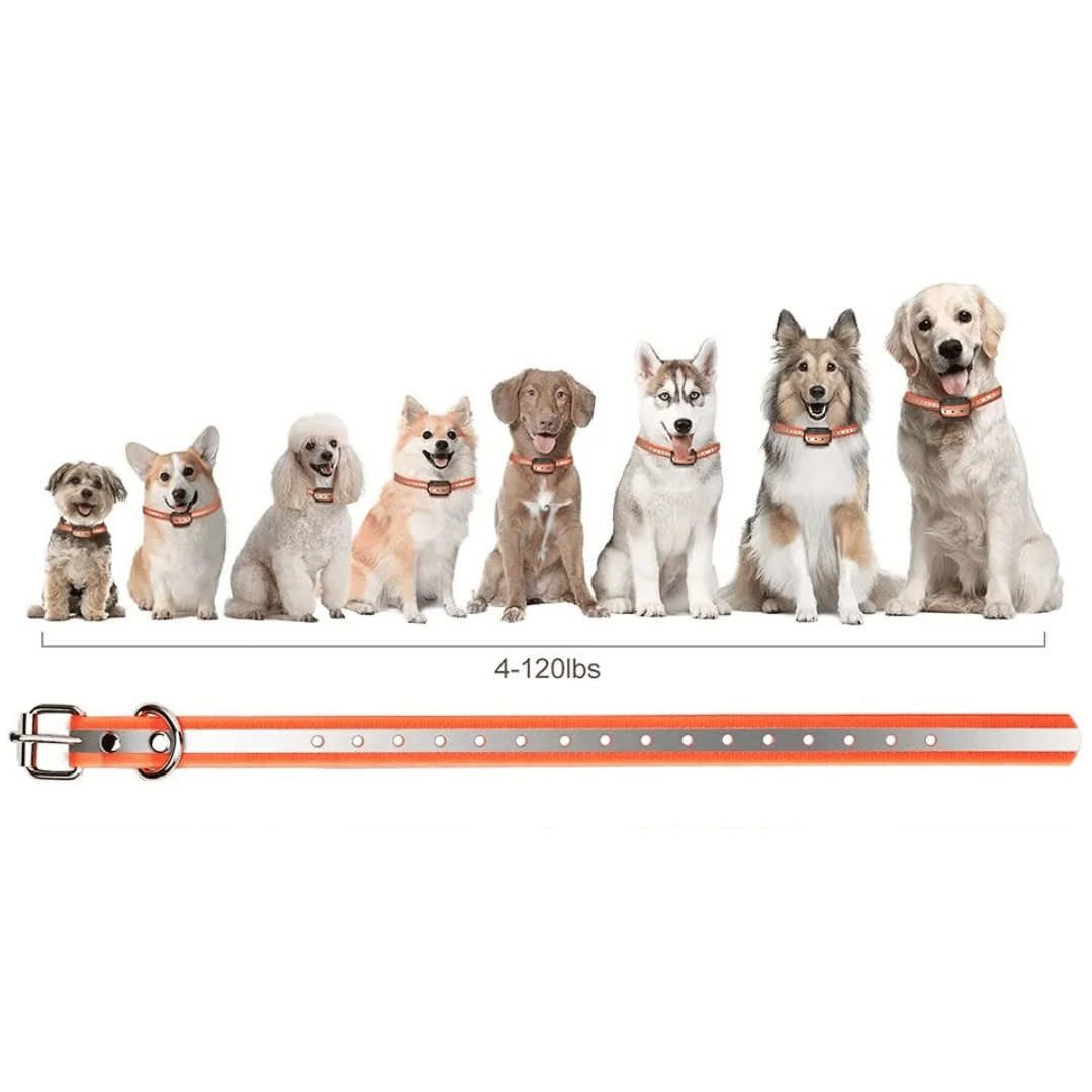 1000m e-Collar for Dog Training with Remote | Waterproof & Rechargeable
