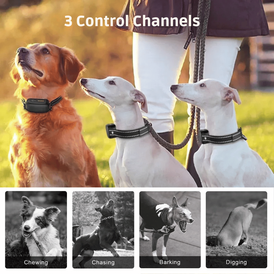1000m Remote Dog Training Collar | Waterproof & Rechargeable E-Collar