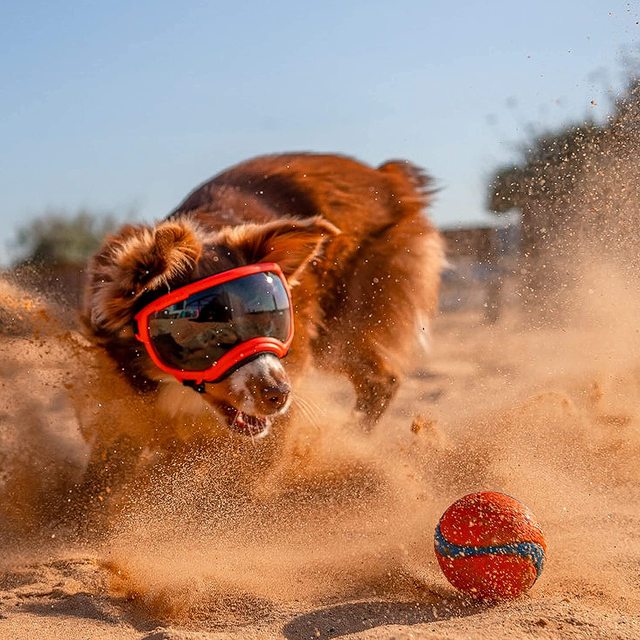 Cool Dog Goggles | UV-Protective & Windproof Dog Sunglasses