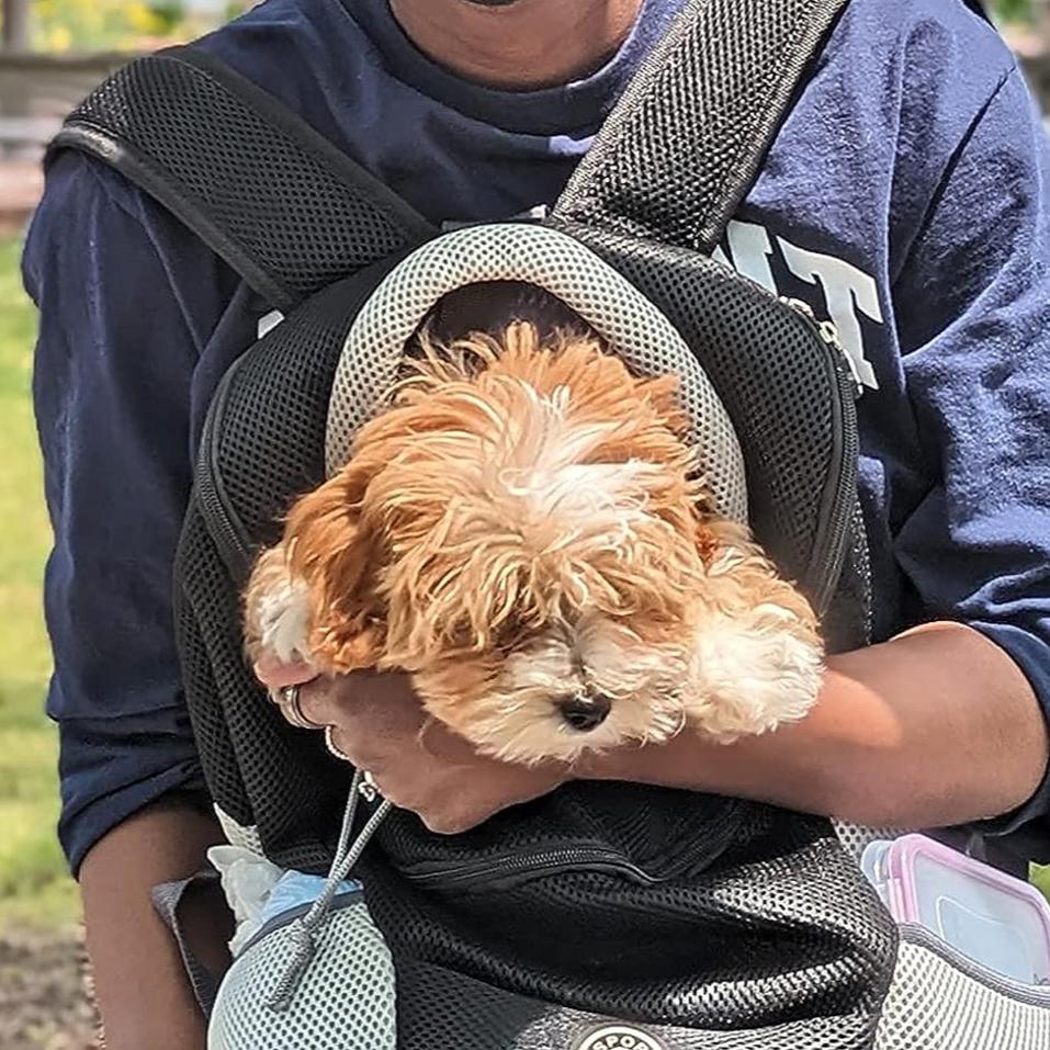 Explorer Dog Backpack for Outdoor Travel