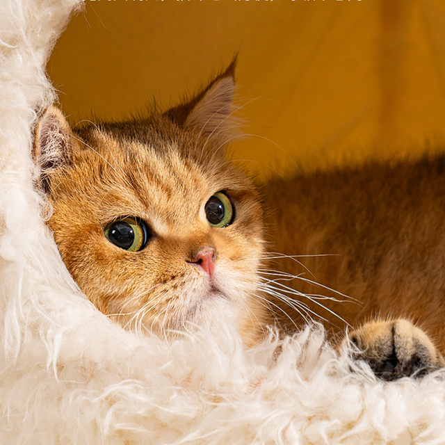 Fluffy Bear Cat Bed House