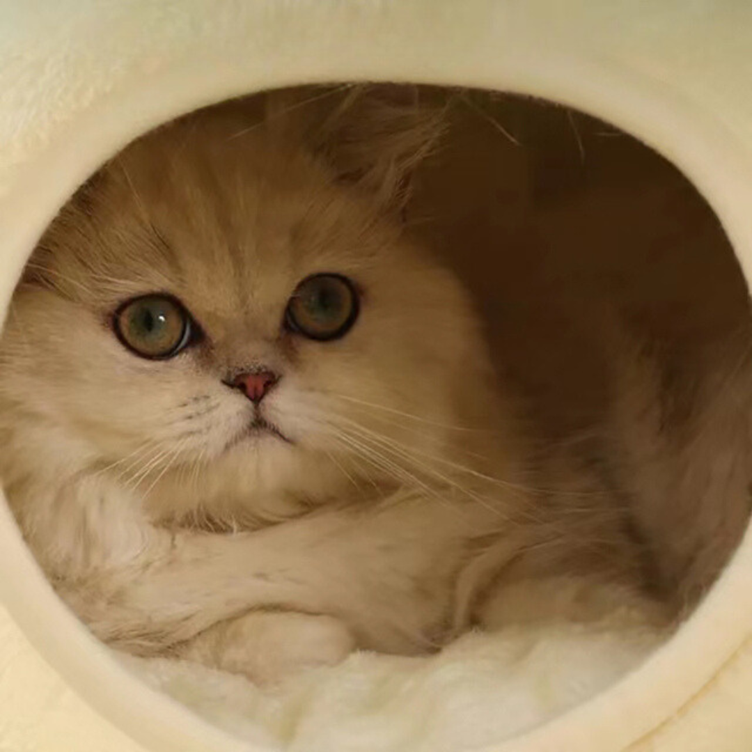 Frog Cat Bed Enclosure