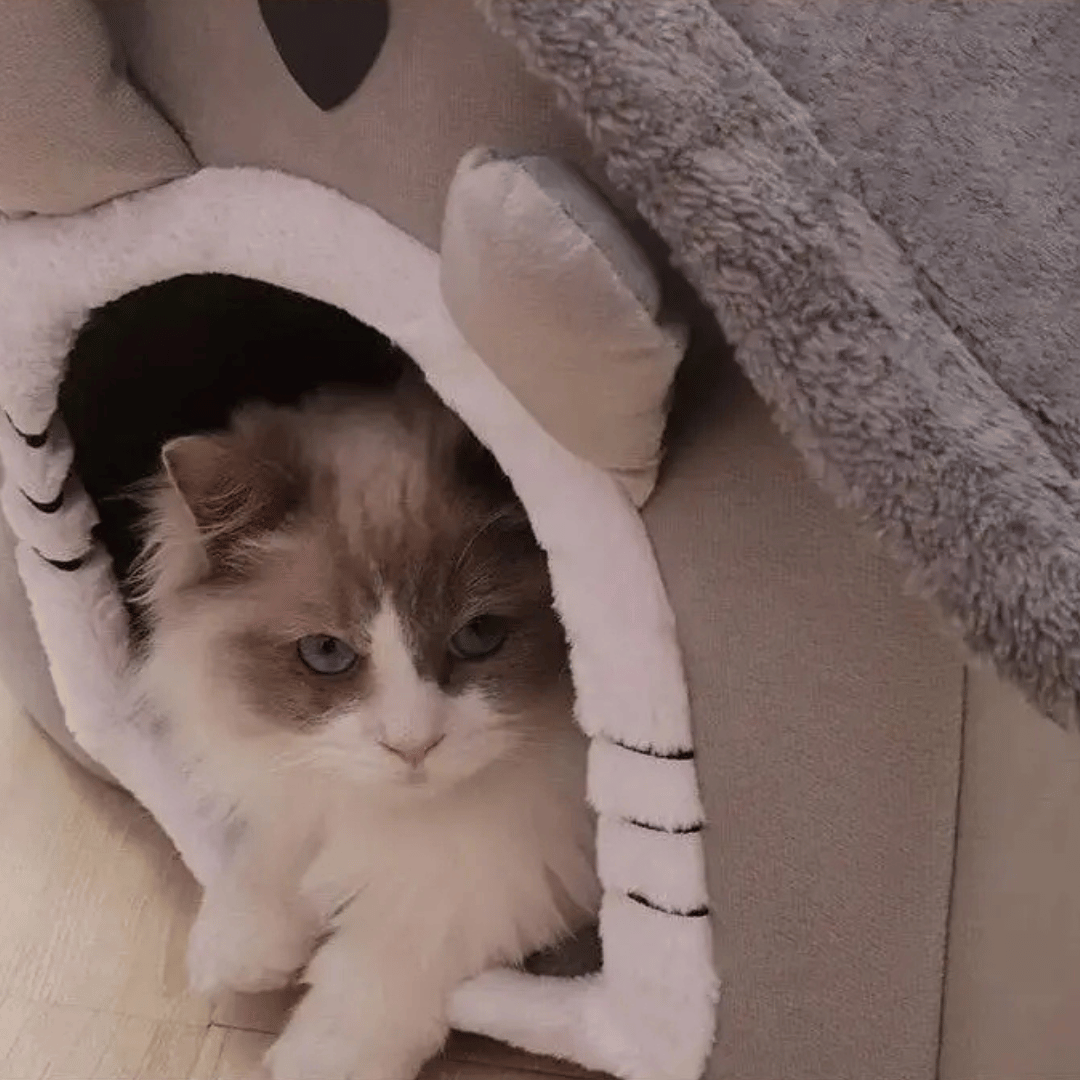Little Ears Pet Bed House for Cats & Small Dogs