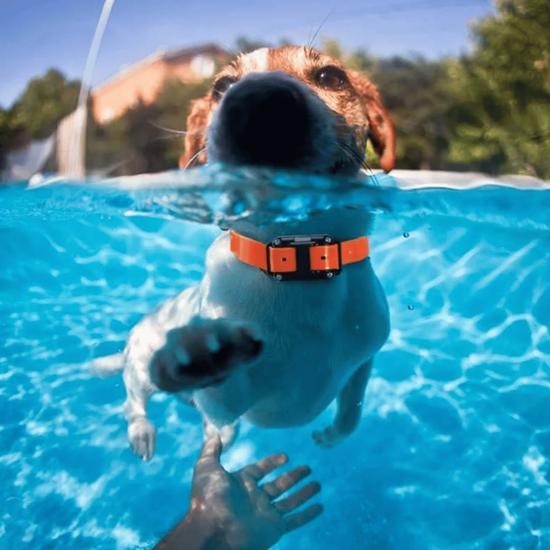 800m Remote-Controlled Dog Training Collar | Waterproof & Rechargeable